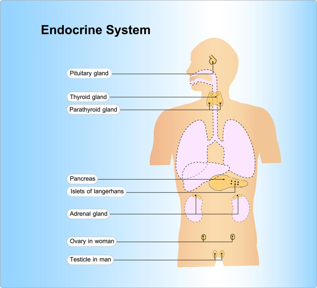 Endocrine system